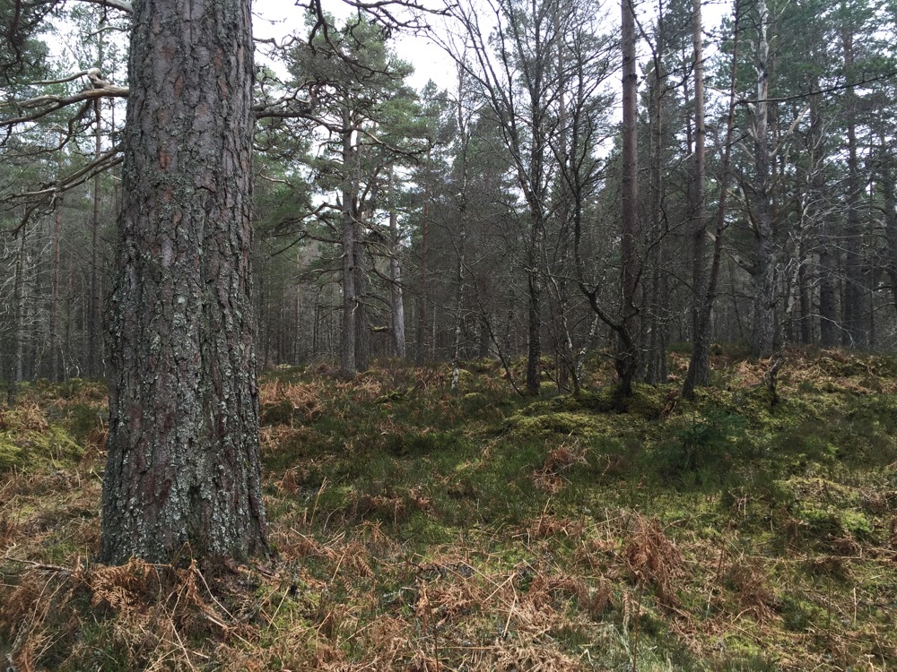 The Black Wood of Rannoch – Century Wood – notes from a Shropshire woodland