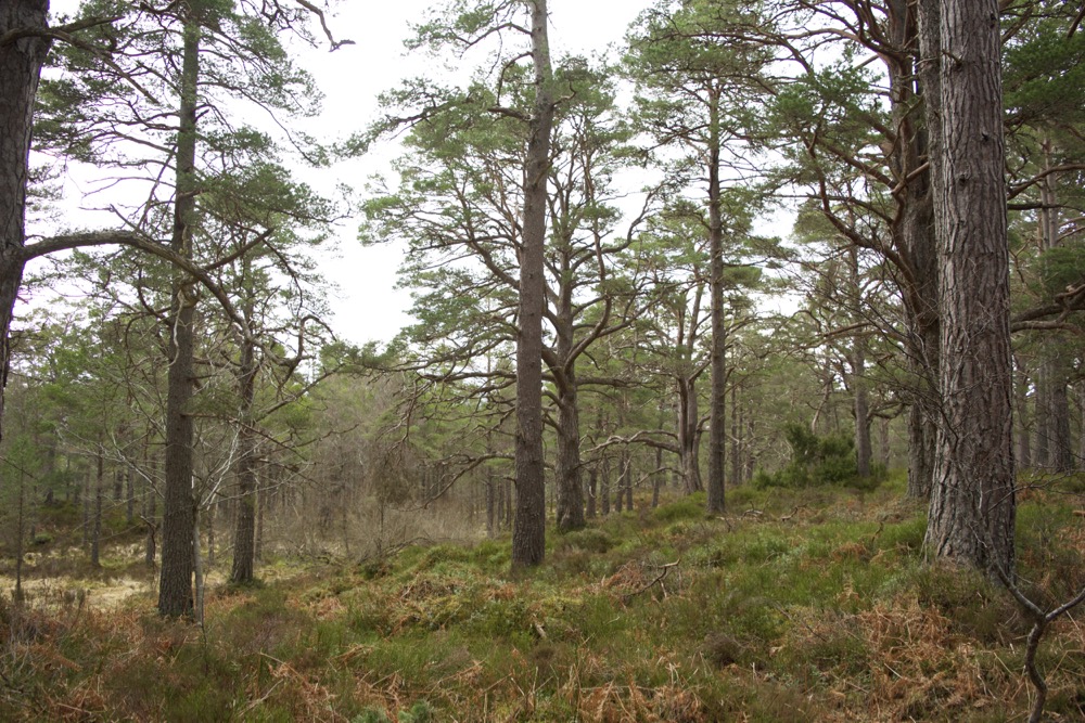 The Black Wood of Rannoch – Century Wood – notes from a Shropshire woodland