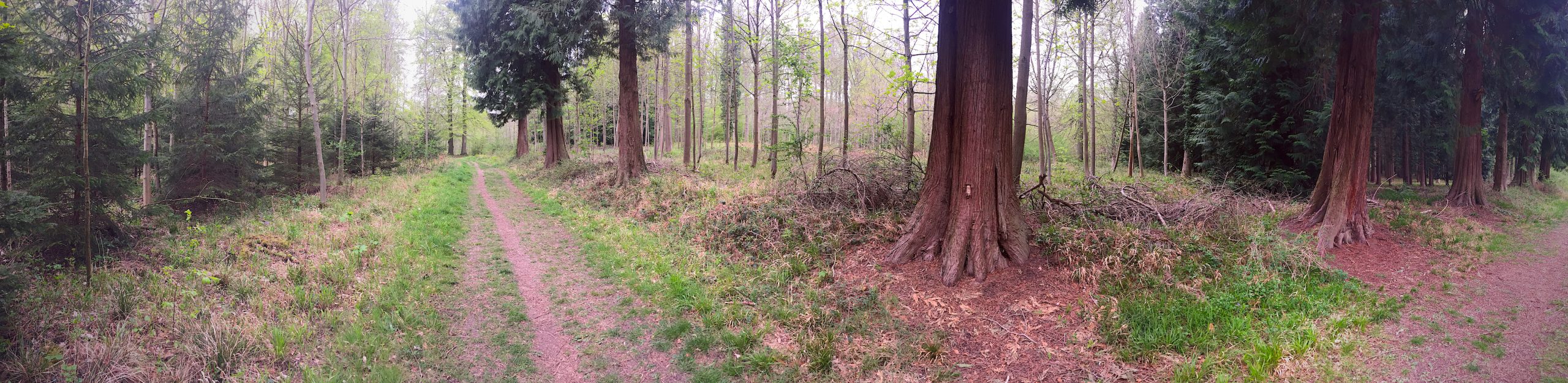 Bagley Wood Century Wood notes from a Shropshire woodland